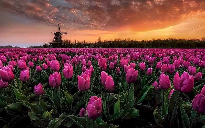 Top 101 hình nền hoa tulip đẹp nhất dùng cho máy tính, điện ...