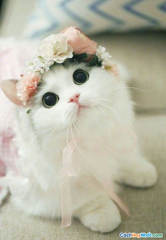 40 Ảnh Mèo Cute Nhất - Avatar Mèo Đáng Yêu