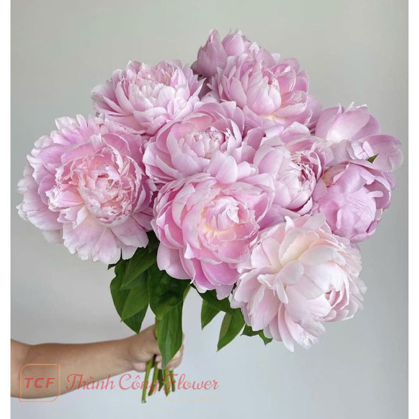 Hoa mẫu đơn Peony 33