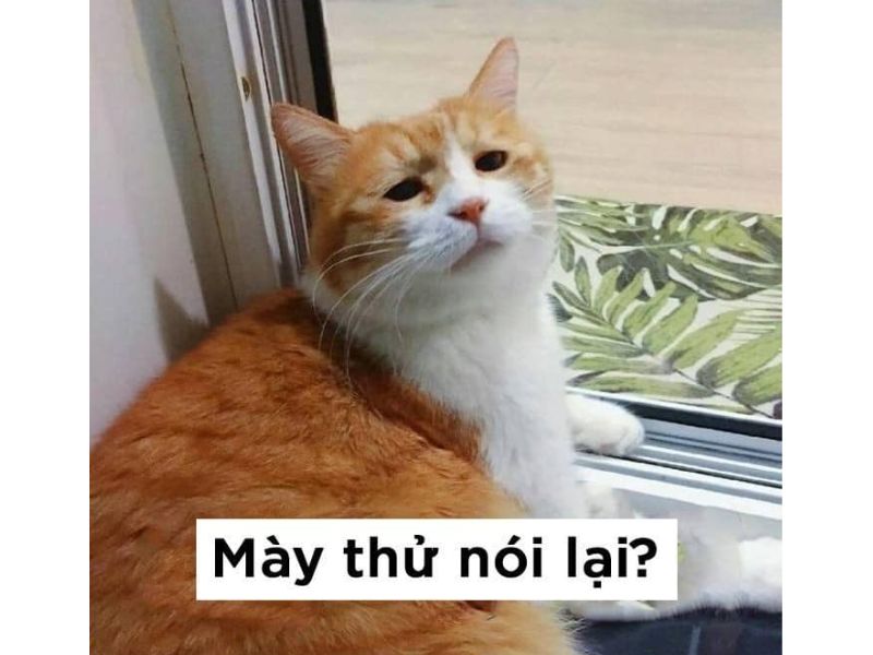 Tổng hợp meme mèo hài bựa, meme mèo cute cực dễ thương