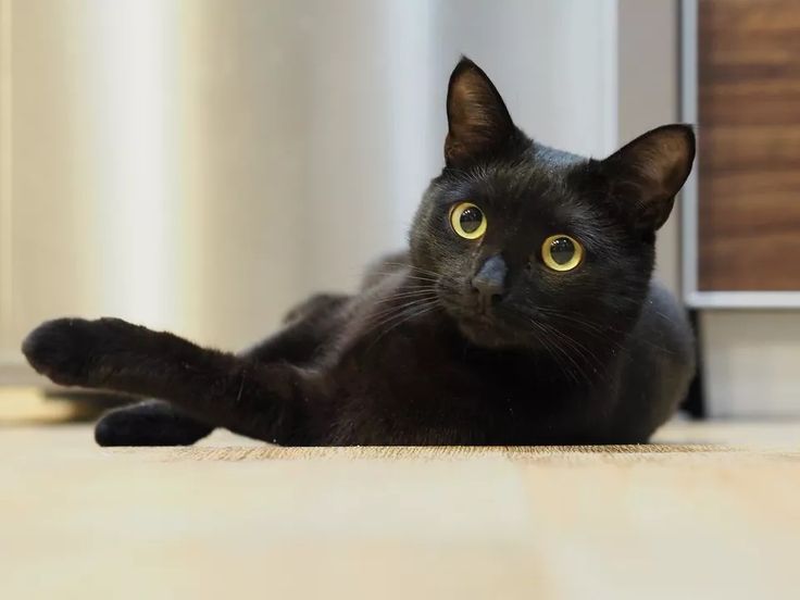 50 hình ảnh mèo đen (black cat) đẹp và dễ thương nhất