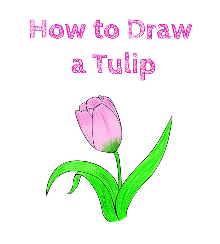 Cách vẽ hoa tulip